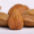 Wholesale Agriculture Products apricot pit natural nuts